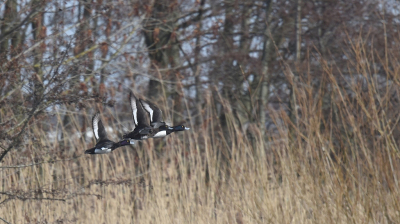 <i class='fa fa-user'></i> Gerard Visser |   Kuifeend  <i class='fa fa-eye'> 103</i>   <i class='fa fa-comment-o'> 23</i>