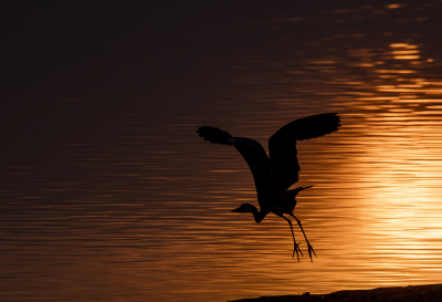 <i class='fa fa-user'></i> ElkevP |   Blauwe Reiger  <i class='fa fa-eye'> 117</i>  <i class='fa fa-thumbs-up'> 6</i>   <i class='fa fa-comment-o'> 21</i>