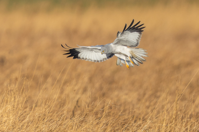 <i class='fa fa-user'></i> Katoo |   Blauwe Kiekendief  <i class='fa fa-eye'> 335</i>  <i class='fa fa-thumbs-up'> 24</i>   <i class='fa fa-comment-o'> 13</i>