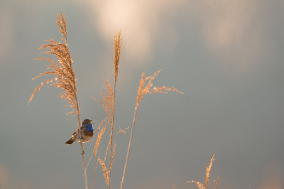 <i class='fa fa-user'></i> Vincent Vuik |   Blauwborst  <i class='fa fa-eye'> 302</i>  <i class='fa fa-thumbs-up'> 19</i>   <i class='fa fa-comment-o'> 16</i>