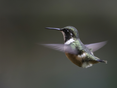 <i class='fa fa-user'></i> Paul van Giersbergen |   Witbuikboself  <i class='fa fa-eye'> 157</i>  <i class='fa fa-thumbs-up'> 9</i>   <i class='fa fa-comment-o'> 5</i>