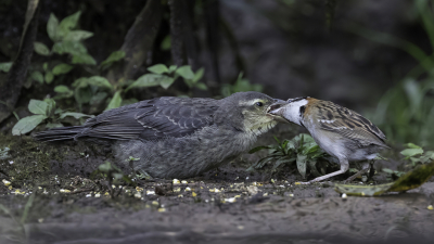 <i class='fa fa-user'></i> Paul van Giersbergen |   Glanskoevogel  <i class='fa fa-eye'> 203</i>  <i class='fa fa-thumbs-up'> 5</i>   <i class='fa fa-comment-o'> 5</i>
