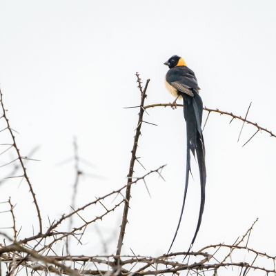 <i class='fa fa-user'></i> harrie69 |   Smalstaartparadijswida  <i class='fa fa-eye'> 158</i>  <i class='fa fa-thumbs-up'> 1</i>   <i class='fa fa-comment-o'> 5</i>