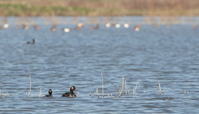 Wat was het leuk om weer eens in dit gebied te zijn, er zijn inmiddels weer zoveel vogels terug in Nederland. Door mijn voetprobleem kan ik maar een klein stukje lopen, maar daar was al weer genoeg te zien en te horen. Helaas was de grauwe gors even 'niet thuis', maar dat mocht de pret niet drukken. Er kwamen zelfs twee zwarte ibissen overvliegen, die had ik al een paar jaar niet meer gezien. Deze geoorde futen waren druk aan het foerageren rondom het riet, hier zaten ze even mooi vrij van al het hoge riet.