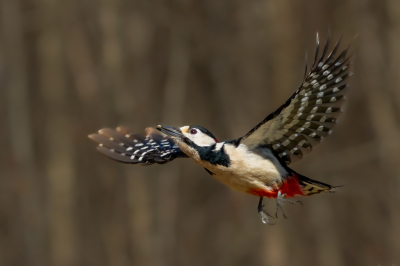 <i class='fa fa-user'></i> wouterroepel |   Grote Bonte Specht  <i class='fa fa-eye'> 148</i>  <i class='fa fa-thumbs-up'> 5</i>   <i class='fa fa-comment-o'> 23</i>