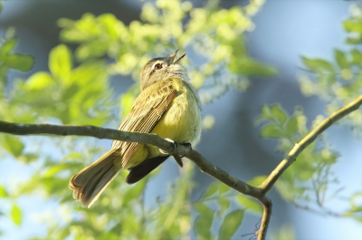 <i class='fa fa-user'></i> Martjan Lammertink |   Groene Elenia  <i class='fa fa-eye'> 123</i>   <i class='fa fa-comment-o'> 1</i>