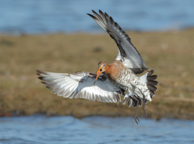 <i class='fa fa-user'></i> horneman69 |   Grutto  <i class='fa fa-eye'> 147</i>  <i class='fa fa-thumbs-up'> 9</i>   <i class='fa fa-comment-o'> 24</i>