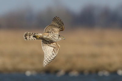 <i class='fa fa-user'></i> horneman69 |   Havik  <i class='fa fa-eye'> 395</i>  <i class='fa fa-thumbs-up'> 26</i>   <i class='fa fa-comment-o'> 15</i>