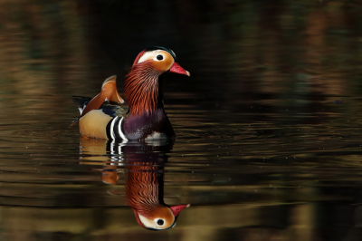 <i class='fa fa-user'></i> horneman69 |   Mandarijneend  <i class='fa fa-eye'> 227</i>  <i class='fa fa-thumbs-up'> 2</i>   <i class='fa fa-comment-o'> 5</i>