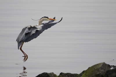 <i class='fa fa-user'></i> Anton de Koning |   Blauwe Reiger  <i class='fa fa-eye'> 109</i>  <i class='fa fa-thumbs-up'> 1</i>   <i class='fa fa-comment-o'> 18</i>