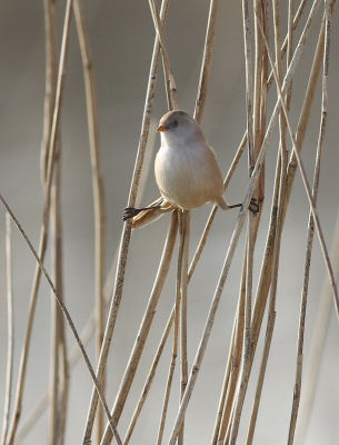 Twee koppeltjes baardmannen waren insecten aan het vangen langs het riet aan de dijk. Heerlijk die spreidstand met het late tegenwicht op de vogel.