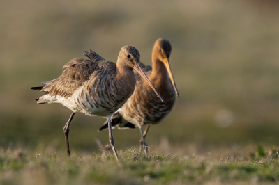 <i class='fa fa-user'></i> John_Jak |   Grutto  <i class='fa fa-eye'> 211</i>  <i class='fa fa-thumbs-up'> 3</i>   <i class='fa fa-comment-o'> 4</i>