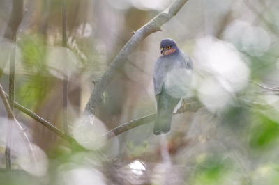 <i class='fa fa-user'></i> Hans Overduin |   Sperwer  <i class='fa fa-eye'> 289</i>  <i class='fa fa-thumbs-up'> 12</i>   <i class='fa fa-comment-o'> 10</i>