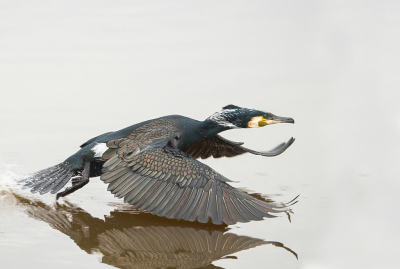 <i class='fa fa-user'></i> Truus Aletta Maan |   Aalscholver  <i class='fa fa-eye'> 128</i>  <i class='fa fa-thumbs-up'> 2</i>   <i class='fa fa-comment-o'> 23</i>