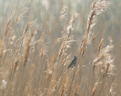 Vanmorgen even een rondje door de Groenzoom gemaakt. Wat is het toch heerlijk dat er weer rietvogels zijn die lekker zitten te zingen. De rietgorzen blijven in de winter ook, maar nu laten ze weer van zich horen. 
Helaas was de blauwborst nog niet zover dat hij graag mee wilde werken aan een fotosessie. Ook deze rietgors bleef zich flink laag houden, maar dat geeft eigenlijk goed weer hoe ze leven.