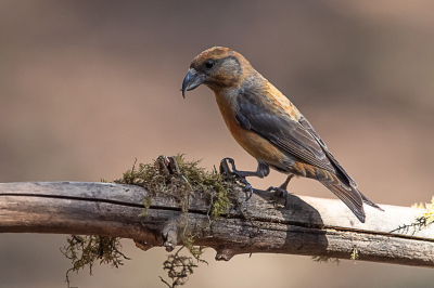 <i class='fa fa-user'></i> Harry Jamont |   Kruisbek  <i class='fa fa-eye'> 283</i>  <i class='fa fa-thumbs-up'> 15</i>   <i class='fa fa-comment-o'> 10</i>