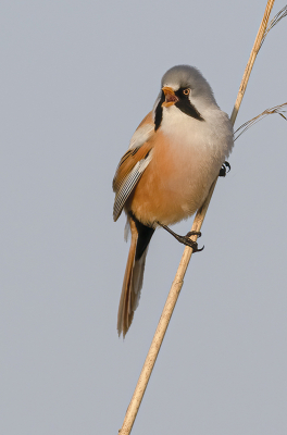 <i class='fa fa-user'></i> Fred |   Baardman  <i class='fa fa-eye'> 223</i>  <i class='fa fa-thumbs-up'> 13</i>   <i class='fa fa-comment-o'> 5</i>