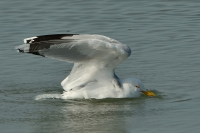 <i class='fa fa-user'></i> Duster |   Zilvermeeuw  <i class='fa fa-eye'> 122</i>   <i class='fa fa-comment-o'> 20</i>