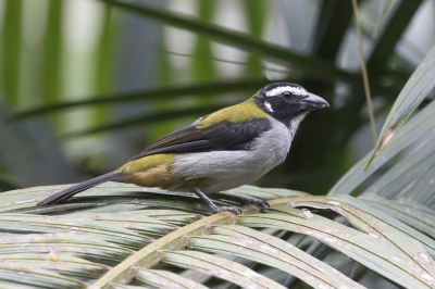 <i class='fa fa-user'></i> Paul van Giersbergen |   Zwartvleugelsaltator  <i class='fa fa-eye'> 89</i>   <i class='fa fa-comment-o'> 0</i>