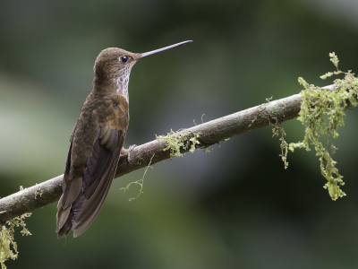 <i class='fa fa-user'></i> Paul van Giersbergen |   Bronzen Incakolibrie  <i class='fa fa-eye'> 103</i>  <i class='fa fa-thumbs-up'> 2</i>   <i class='fa fa-comment-o'> 1</i>