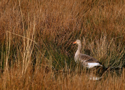 Ik heb een lekker rondje gemaakt om de plas van de Groenzoom. Er zitten ongelofelijk veel kokmeeuwen, die schreeuwend een plek veroveren. Ik moet altijd aan de Waddeneilanden denken als ik dat hoor (met die broedkolonies), geloof dat ik dat gevoel nooit kwijt raak. De grauwe ganzen zijn, net als de kokmeeuwen, alweer druk met de nesten. Het blijft altijd mooi om de ganzen zo te zien tussen het riet.