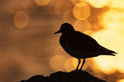 <i class='fa fa-user'></i> Inge van der Wulp |   Steenloper  <i class='fa fa-eye'> 307</i>  <i class='fa fa-thumbs-up'> 14</i>   <i class='fa fa-comment-o'> 18</i>