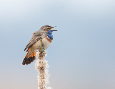 Als ze net aangekomen zijn zingen de Blauwborsten uit volle borst zoals ook deze.