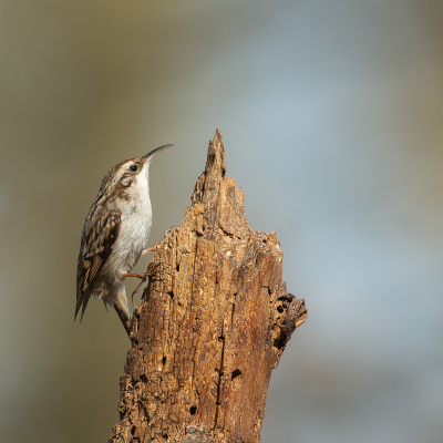 <i class='fa fa-user'></i> Annie Keizer |   Boomkruiper  <i class='fa fa-eye'> 221</i>  <i class='fa fa-thumbs-up'> 11</i>   <i class='fa fa-comment-o'> 5</i>