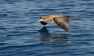 <i class='fa fa-user'></i> josephine |   Kuhls Pijlstormvogel  <i class='fa fa-eye'> 126</i>  <i class='fa fa-thumbs-up'> 2</i>   <i class='fa fa-comment-o'> 22</i>