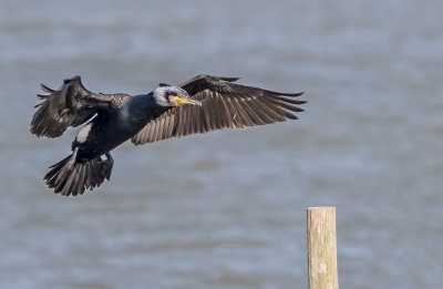 Ik heb meerdere dagen veel plezier aan heb beleefd aan deze MO.
Deze dag was ik lekker bezig om foto's te maken van diverse meeuwensoorten die 'paaltje-pik' speelden op palen die in het water staan, toen ik in mijn ooghoek een Aalscholver zag komen aanvliegen. Mijn hoop werd werkelijkheid: de Aalscholver had blijkbaar besloten op een van die palen te gaan landen. Hier de Aalscholver nog in de vlucht, vlak voordat hij op deze paal ging landen.