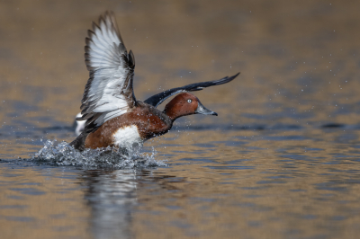 <i class='fa fa-user'></i> Hans Overduin |   Witoogeend  <i class='fa fa-eye'> 379</i>  <i class='fa fa-thumbs-up'> 20</i>   <i class='fa fa-comment-o'> 7</i>