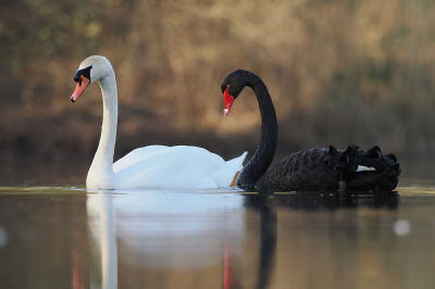 <i class='fa fa-user'></i> gntStattmann |   Zwarte Zwaan  <i class='fa fa-eye'> 222</i>  <i class='fa fa-thumbs-up'> 10</i>   <i class='fa fa-comment-o'> 6</i>