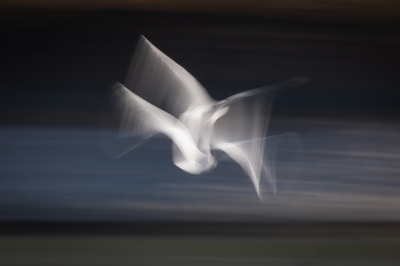 <i class='fa fa-user'></i> Alex Roetemeijer |   Stormmeeuw  <i class='fa fa-eye'> 323</i>  <i class='fa fa-thumbs-up'> 7</i>   <i class='fa fa-comment-o'> 26</i>