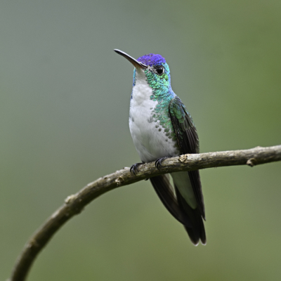 <i class='fa fa-user'></i> Ed Agter |   Paarskopfeenkolibrie  <i class='fa fa-eye'> 106</i>   <i class='fa fa-comment-o'> 0</i>