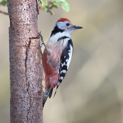 <i class='fa fa-user'></i> Alfred Berkhof |   Middelste Bonte Specht  <i class='fa fa-eye'> 315</i>  <i class='fa fa-thumbs-up'> 21</i>   <i class='fa fa-comment-o'> 7</i>