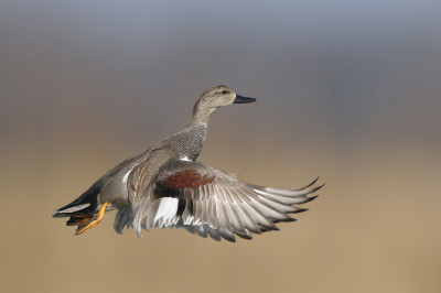 <i class='fa fa-user'></i> Gejo Wassink |   Krakeend  <i class='fa fa-eye'> 486</i>  <i class='fa fa-thumbs-up'> 27</i>   <i class='fa fa-comment-o'> 25</i>