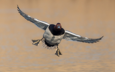 Prachtig weer met zon in de rug. Uit meerdere opties heb ik deze gekozen omdat ik vind dat een confrontale foto iets extra geeft. Er zit een flink portie dynamiek in.