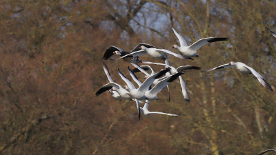 <i class='fa fa-user'></i> gntStattmann |   Sneeuwgans  <i class='fa fa-eye'> 154</i>   <i class='fa fa-comment-o'> 1</i>