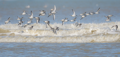 <i class='fa fa-user'></i> Wil Doorn-Meijne |   Drieteenstrandloper  <i class='fa fa-eye'> 132</i>  <i class='fa fa-thumbs-up'> 5</i>   <i class='fa fa-comment-o'> 20</i>