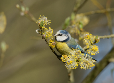 <i class='fa fa-user'></i> Hillebrand Keun |   Pimpelmees  <i class='fa fa-eye'> 150</i>  <i class='fa fa-thumbs-up'> 11</i>   <i class='fa fa-comment-o'> 6</i>