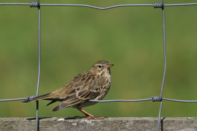 Op weg naar LandjevanGeijsel, vloog deze graspieper op uit de berm en ging op het naburige weilandhek zitten. Gestopt en achteloos iets dichterbij gelopen om, uit de hand, met 600mm telelens, de eerste graspieper van dit seizoen vast te kunnen leggen.