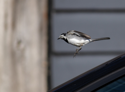 <i class='fa fa-user'></i> hansgans |   Witte Kwikstaart  <i class='fa fa-eye'> 106</i>   <i class='fa fa-comment-o'> 19</i>