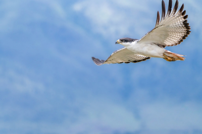 <i class='fa fa-user'></i> harrie69 |   Augurbuizerd  <i class='fa fa-eye'> 145</i>   <i class='fa fa-comment-o'> 22</i>