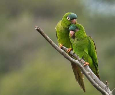 Deze vogels kan je niet missen als je aan het wandelen bent. Ze krijsen echt heel luid.Het zijn echte aandachttrekkers. In de buurt van de plek waar ik de foto genomen heb, broeden waarschijnlijk deze vogels hoog op de berg in diverse gaten de de kalksteen rotsen. Deze twee trokken mijn aandacht door het erg liefkozende gedrag. Heb er een hele serie van gemaakt.