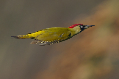 <i class='fa fa-user'></i> GeertN |   Groene Specht  <i class='fa fa-eye'> 196</i>  <i class='fa fa-thumbs-up'> 7</i>   <i class='fa fa-comment-o'> 25</i>