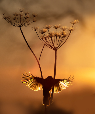 <i class='fa fa-user'></i> Krijn Dijkema |   Koolmees  <i class='fa fa-eye'> 229</i>  <i class='fa fa-thumbs-up'> 14</i>   <i class='fa fa-comment-o'> 24</i>