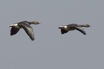 <i class='fa fa-user'></i> hjstukker |   Grauwe Gans  <i class='fa fa-eye'> 105</i>   <i class='fa fa-comment-o'> 18</i>