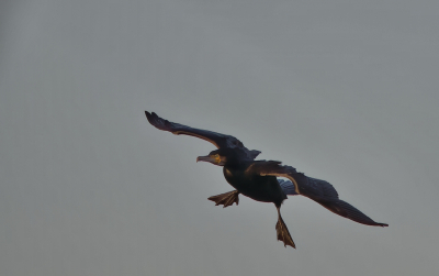 <i class='fa fa-user'></i> RTL |   Aalscholver  <i class='fa fa-eye'> 113</i>   <i class='fa fa-comment-o'> 21</i>