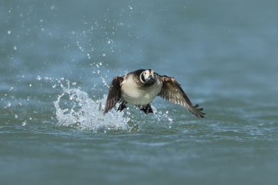 <i class='fa fa-user'></i> thijsglastra |   IJseend  <i class='fa fa-eye'> 190</i>  <i class='fa fa-thumbs-up'> 6</i>   <i class='fa fa-comment-o'> 22</i>