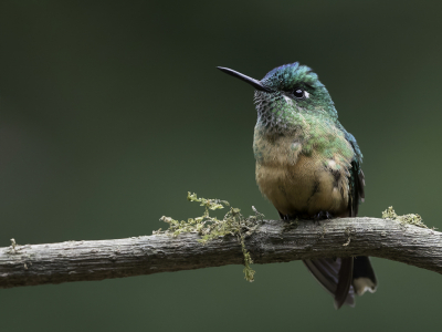 <i class='fa fa-user'></i> Paul van Giersbergen |   Langstaartnimf  <i class='fa fa-eye'> 115</i>  <i class='fa fa-thumbs-up'> 4</i>   <i class='fa fa-comment-o'> 2</i>